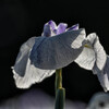 花菖蒲　Ⅰ