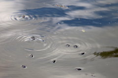 ミズスマシ　２