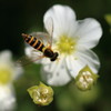 蜂