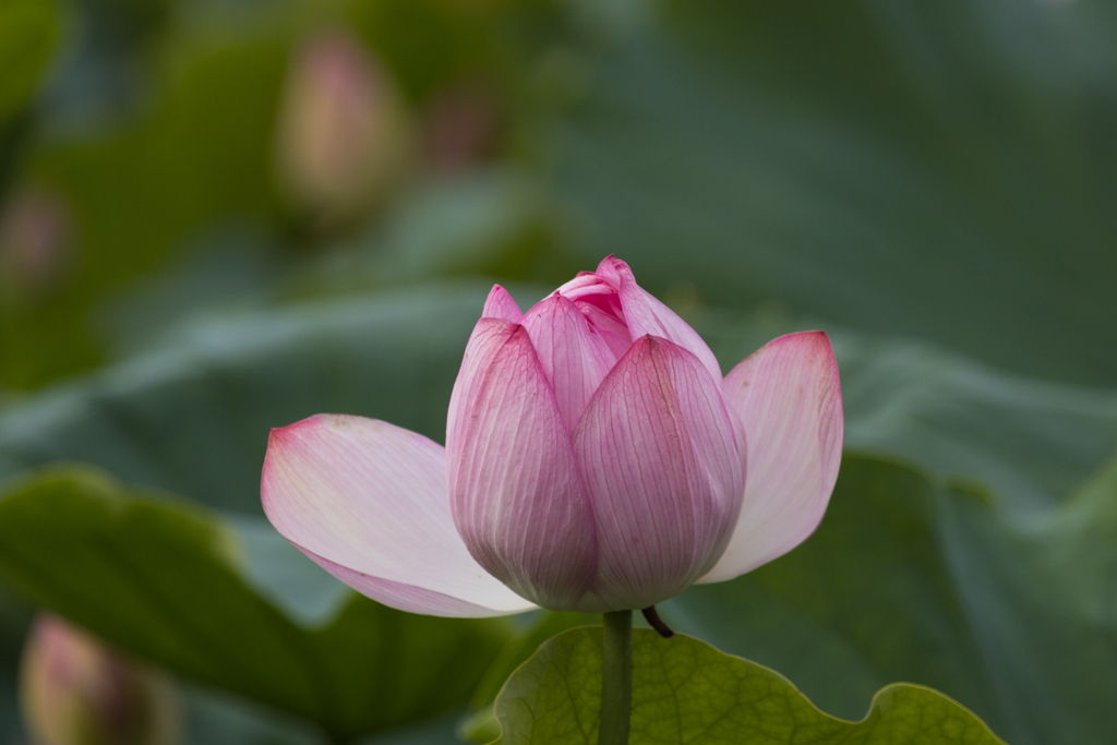 千秋公園の蓮　Ⅱ