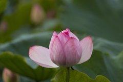 千秋公園の蓮　Ⅱ