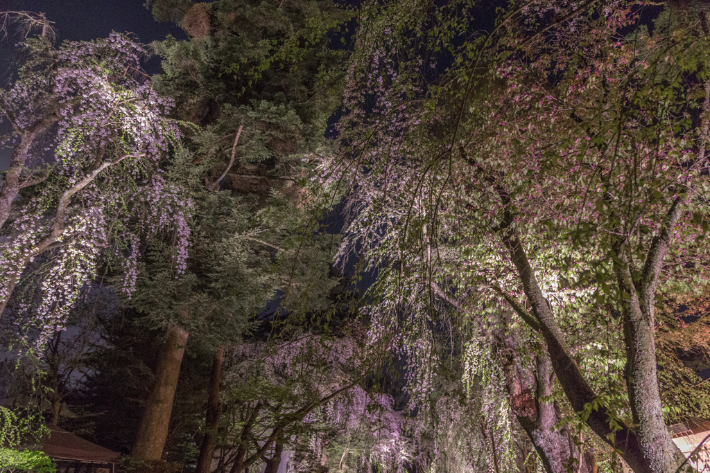 角館夜桜　Ⅶ