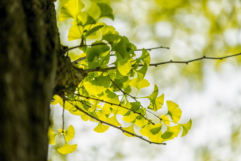 銀杏の春