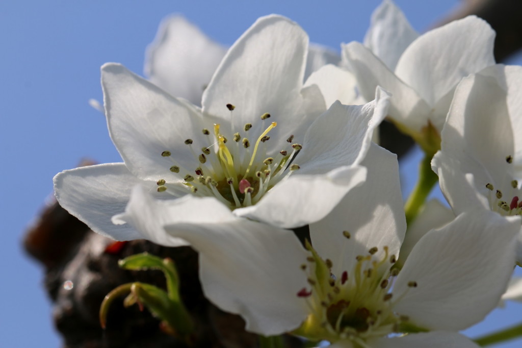 梨花