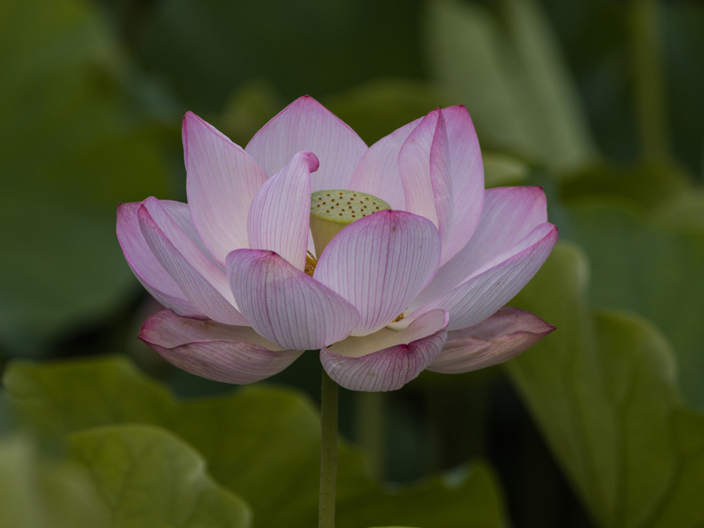 千秋公園の蓮　Ⅰ