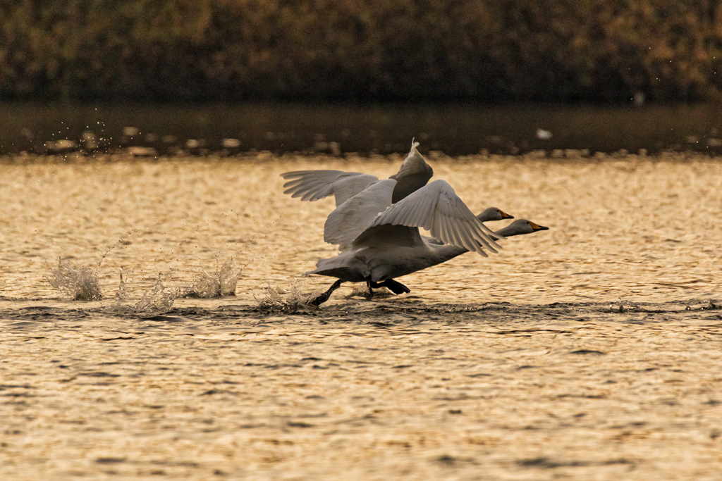 今年初の白鳥さん