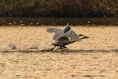 今年初の白鳥さん