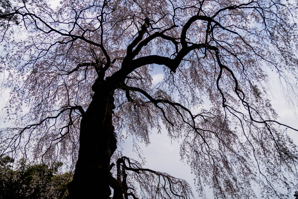 井岡寺の枝垂れ桜