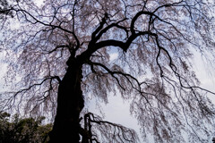 井岡寺の枝垂れ桜