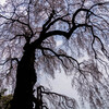 井岡寺の枝垂れ桜