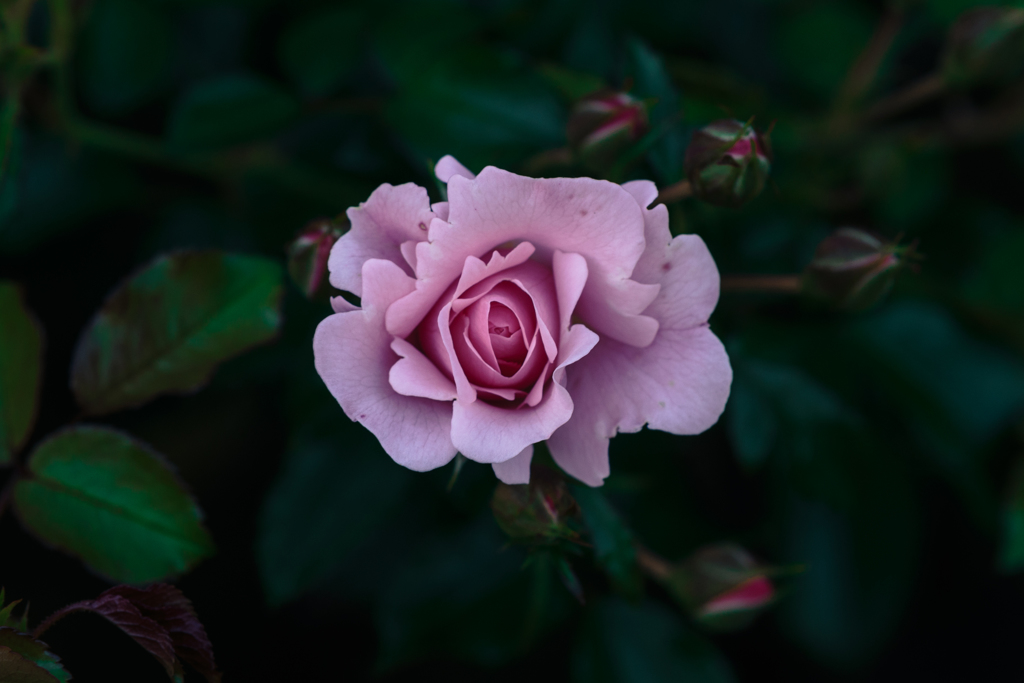 ケアフリーワンダー