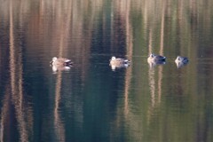カルガモの朝　Ⅱ