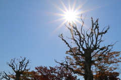 秋の陽