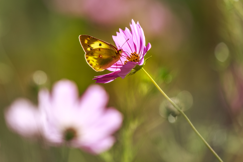 初秋の花園　Ⅳ