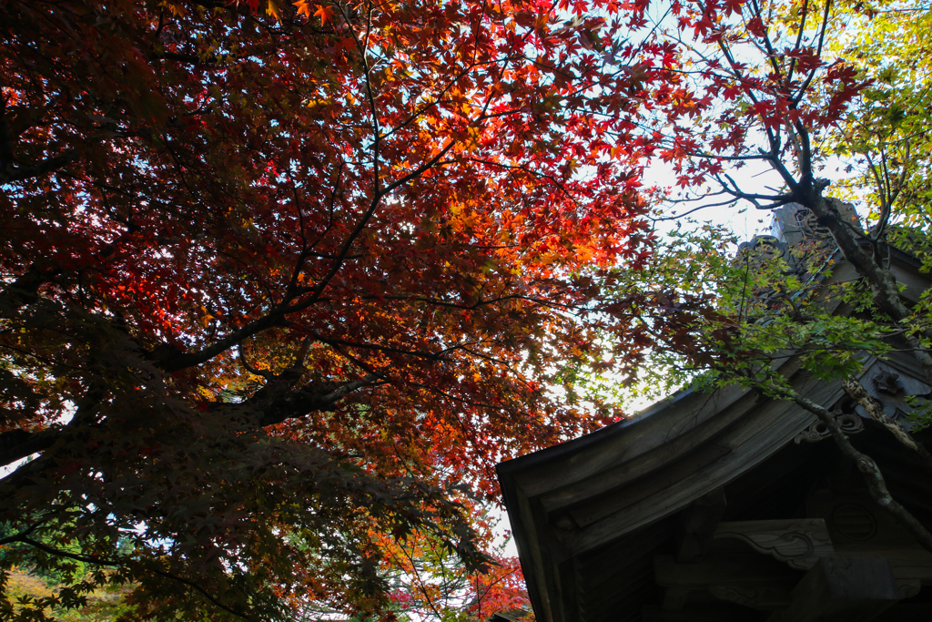 三浦館　表門紅葉