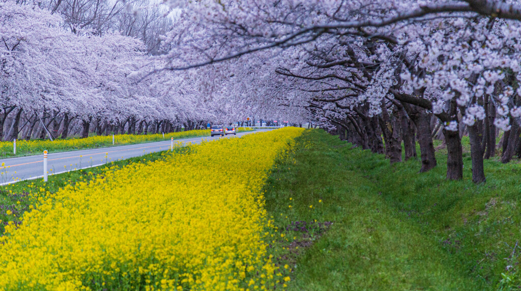 桜と菜の花