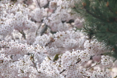今年の桜は・・・