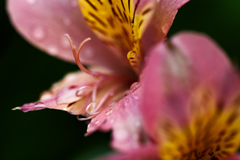 雨後のアリストロメリア