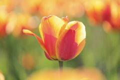 花弁