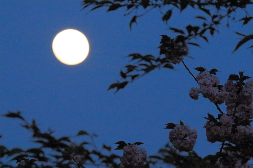夜桜