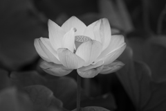 お濠の蓮　Ⅲ