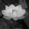 お濠の蓮　Ⅲ