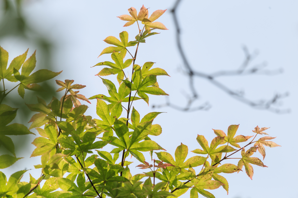 オオモミジ　Ⅱ