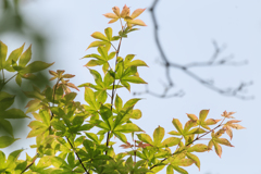 オオモミジ　Ⅱ