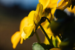 春の記憶　パンジー