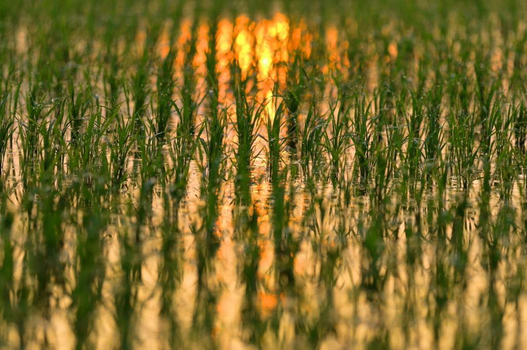 苗の朝焼け