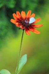 花と蝶