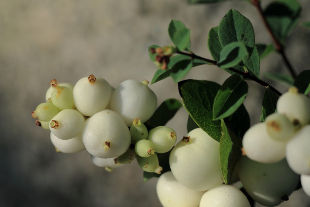 シンフォリカルポス