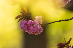 八重桜　Ⅰ