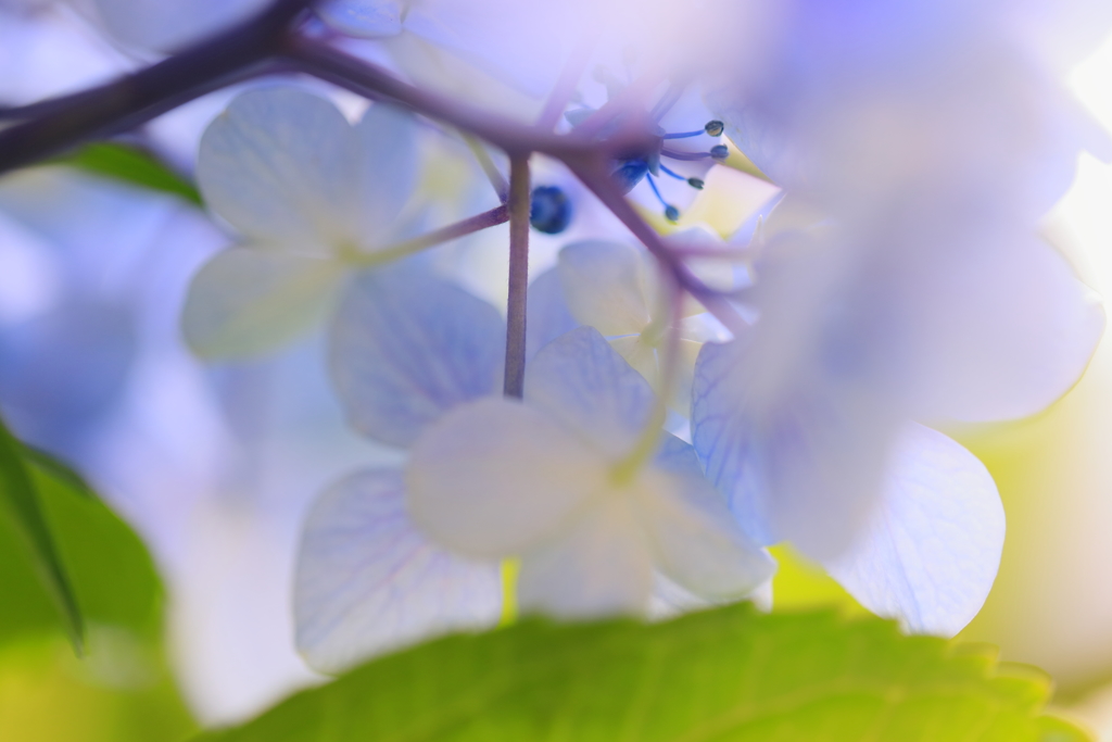 紫陽花　Ⅰ