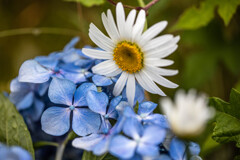 フランス菊と紫陽花