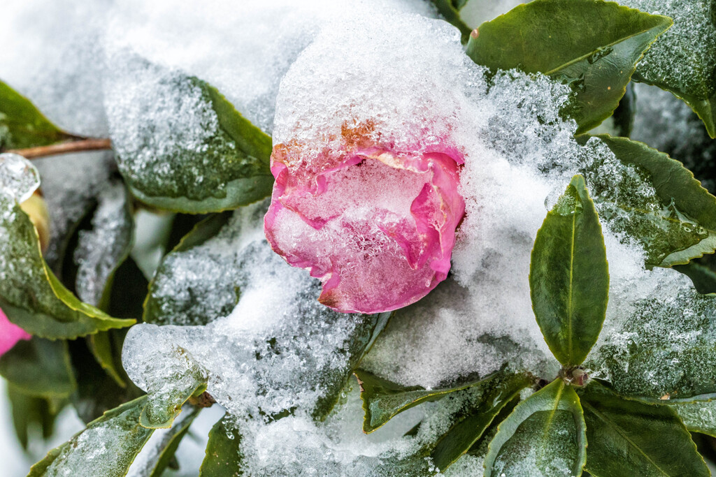 山茶花 Ⅰ