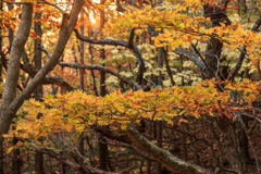 男鹿山の紅葉　Ⅱ
