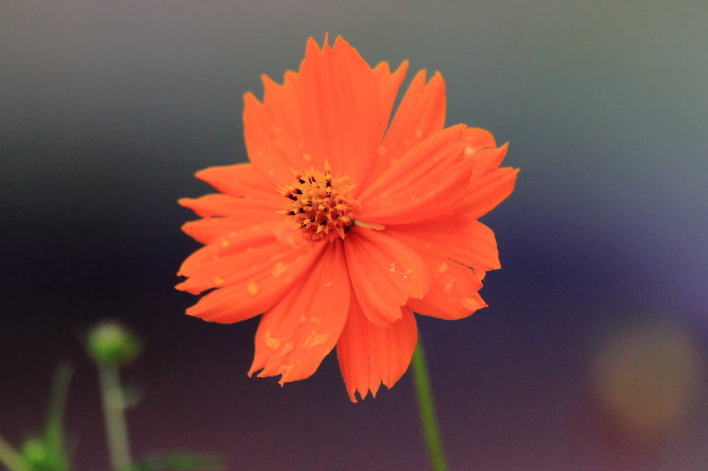 キバナコスモス