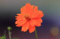 キバナコスモス キバナコスモス