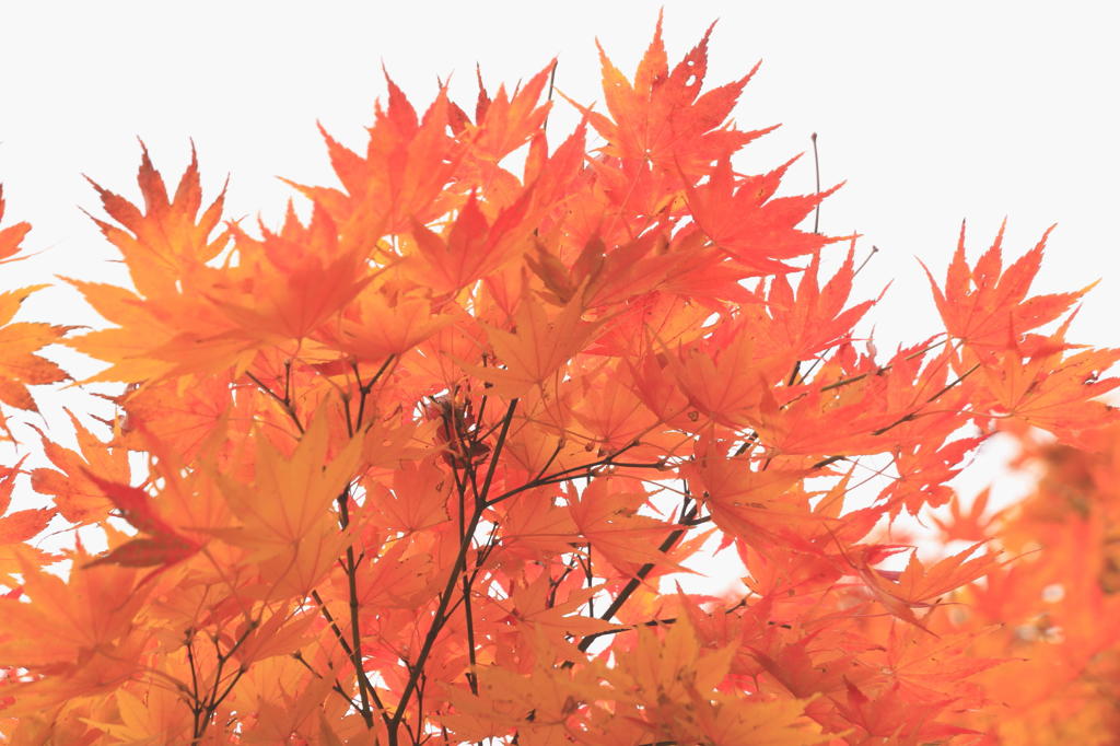 紅葉