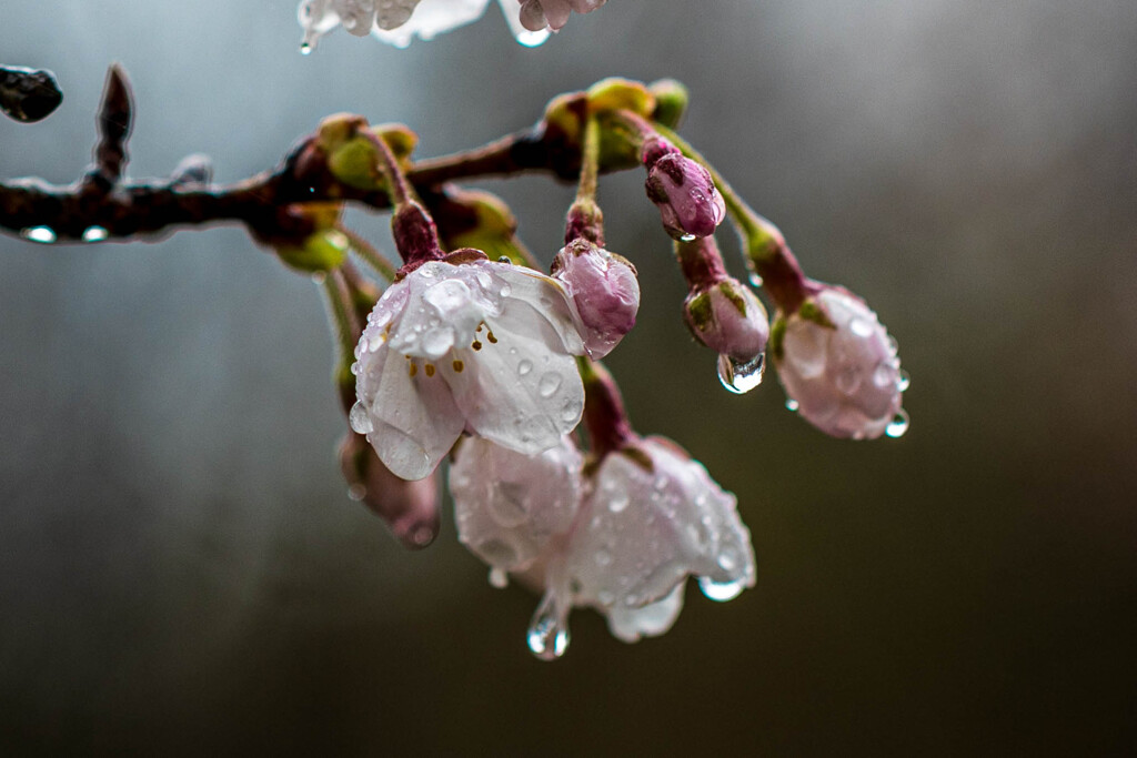 桜咲く