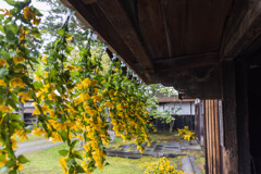 軒の山吹　Ⅴ