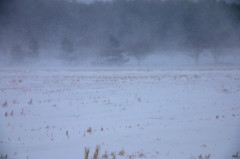 水田の風雪