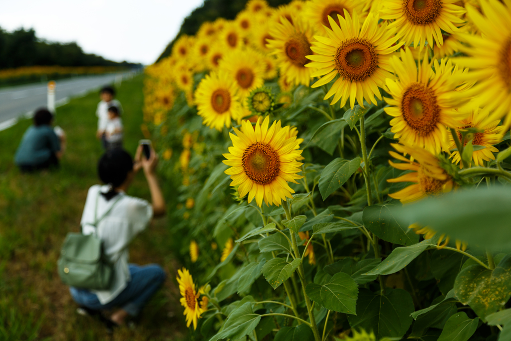 ひまわりロード