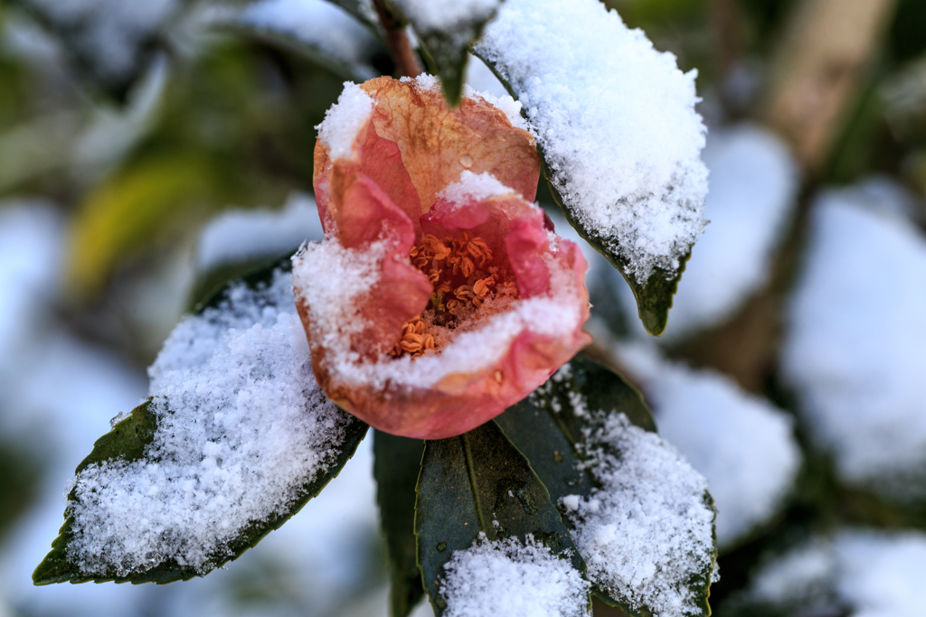 山茶花の朝