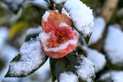 山茶花の朝