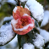 山茶花の朝