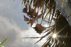 菖蒲園の水溜まり２