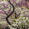 花盛り