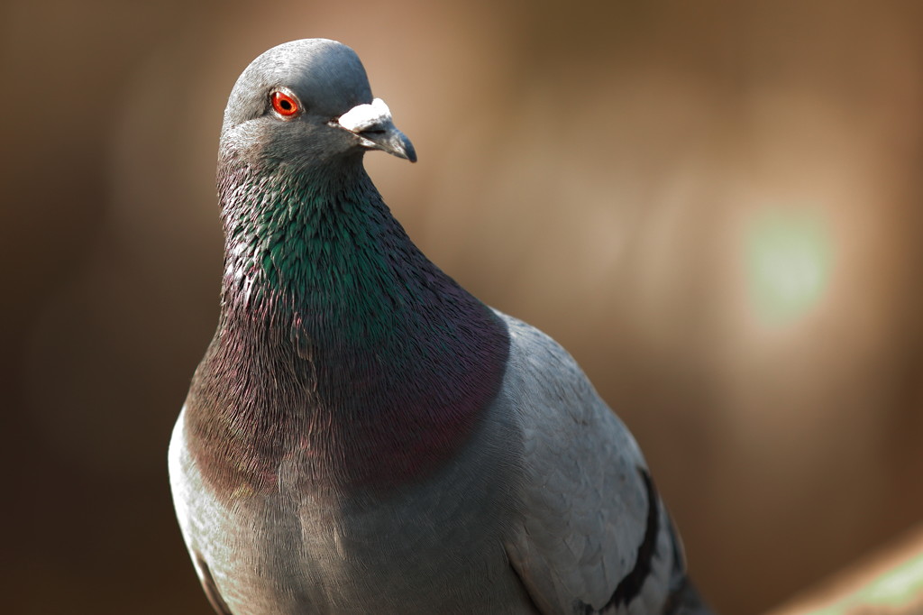 千秋公園の鳩